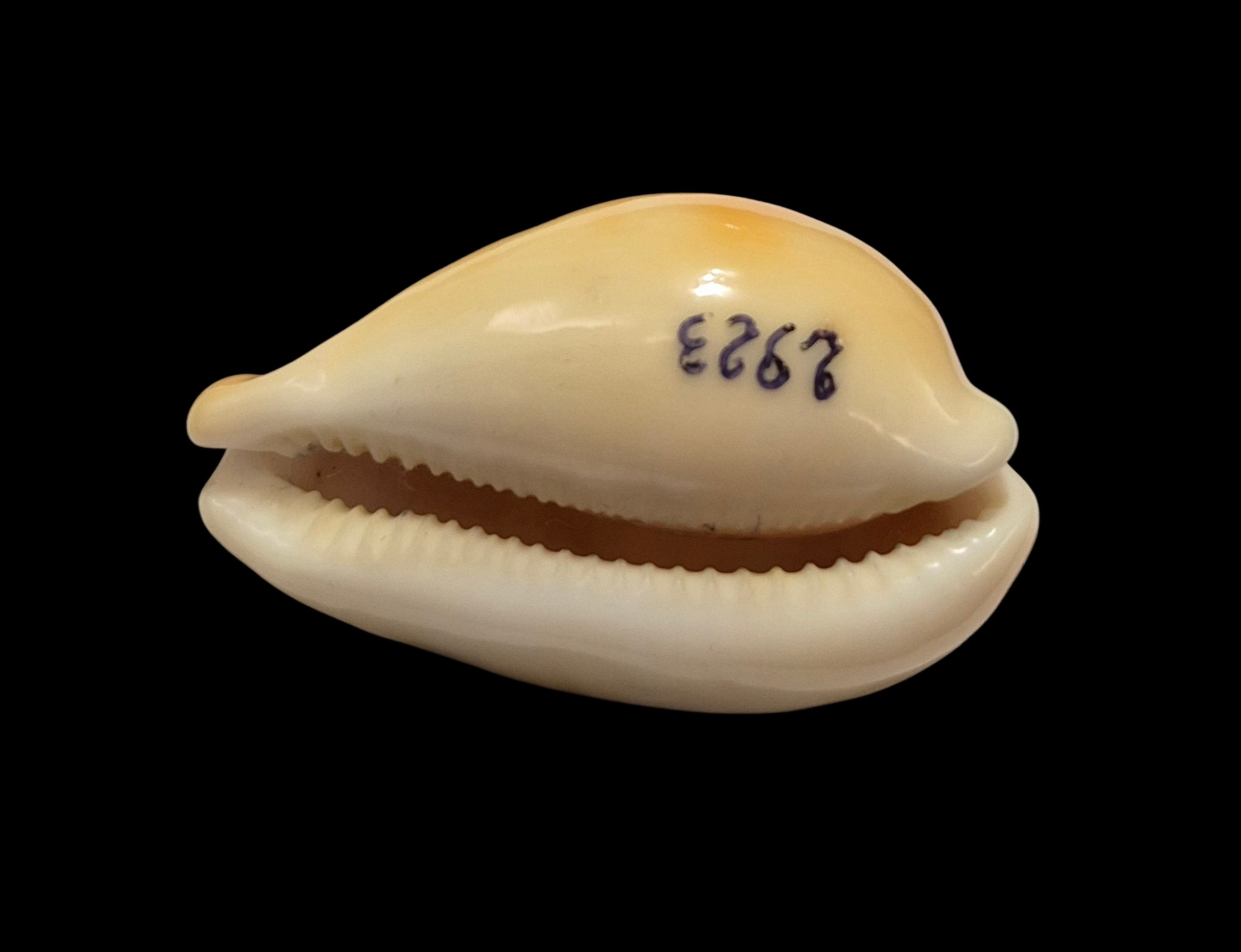 BC041 Hiraseadusta langfordi - Image 5