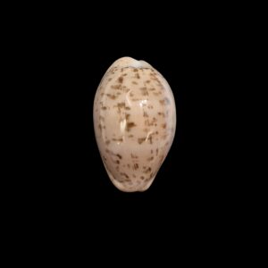 BC141 Luria cinerea brasiliensis