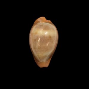 BC285 Zonaria pyrum nigromarginata