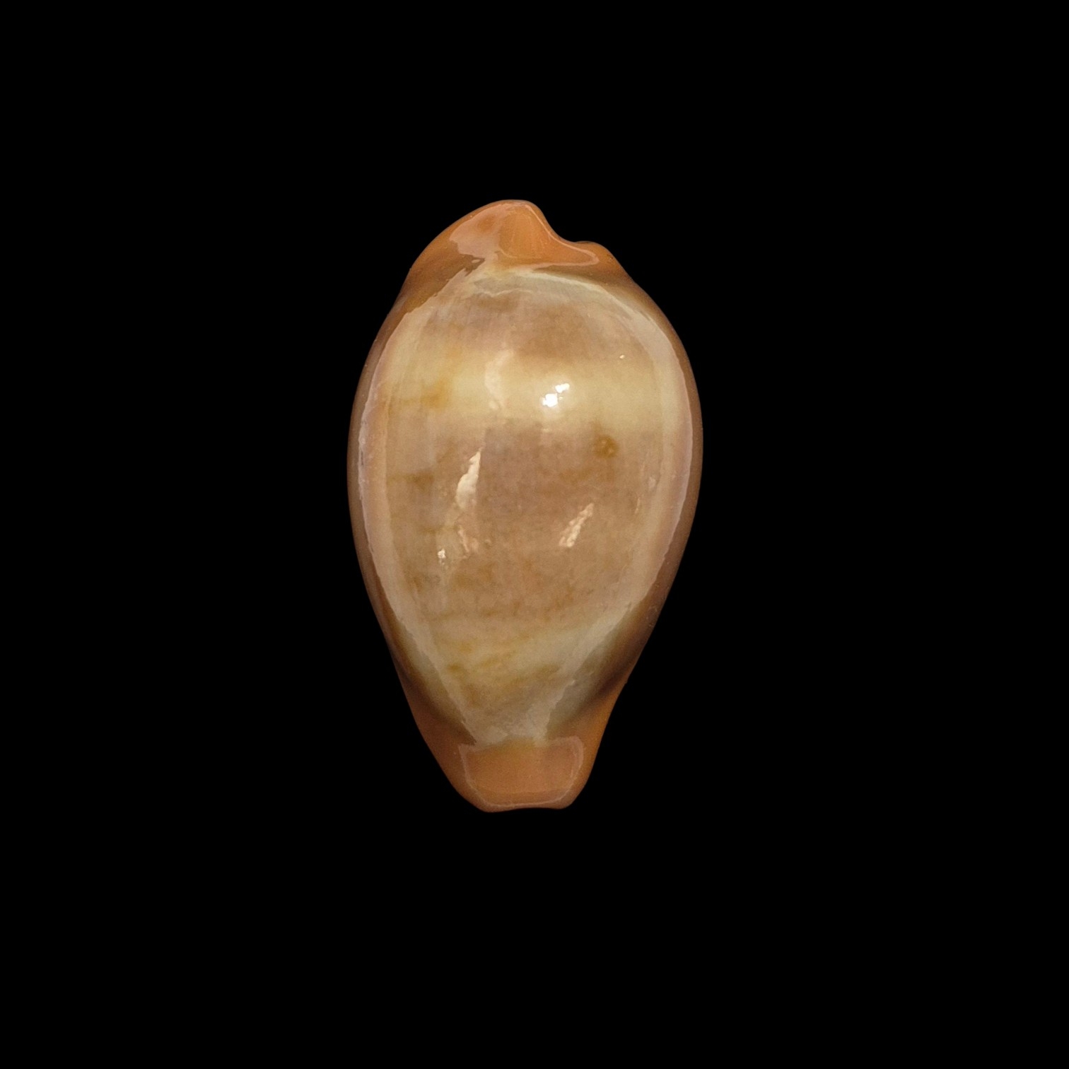 BC285 Zonaria pyrum nigromarginata