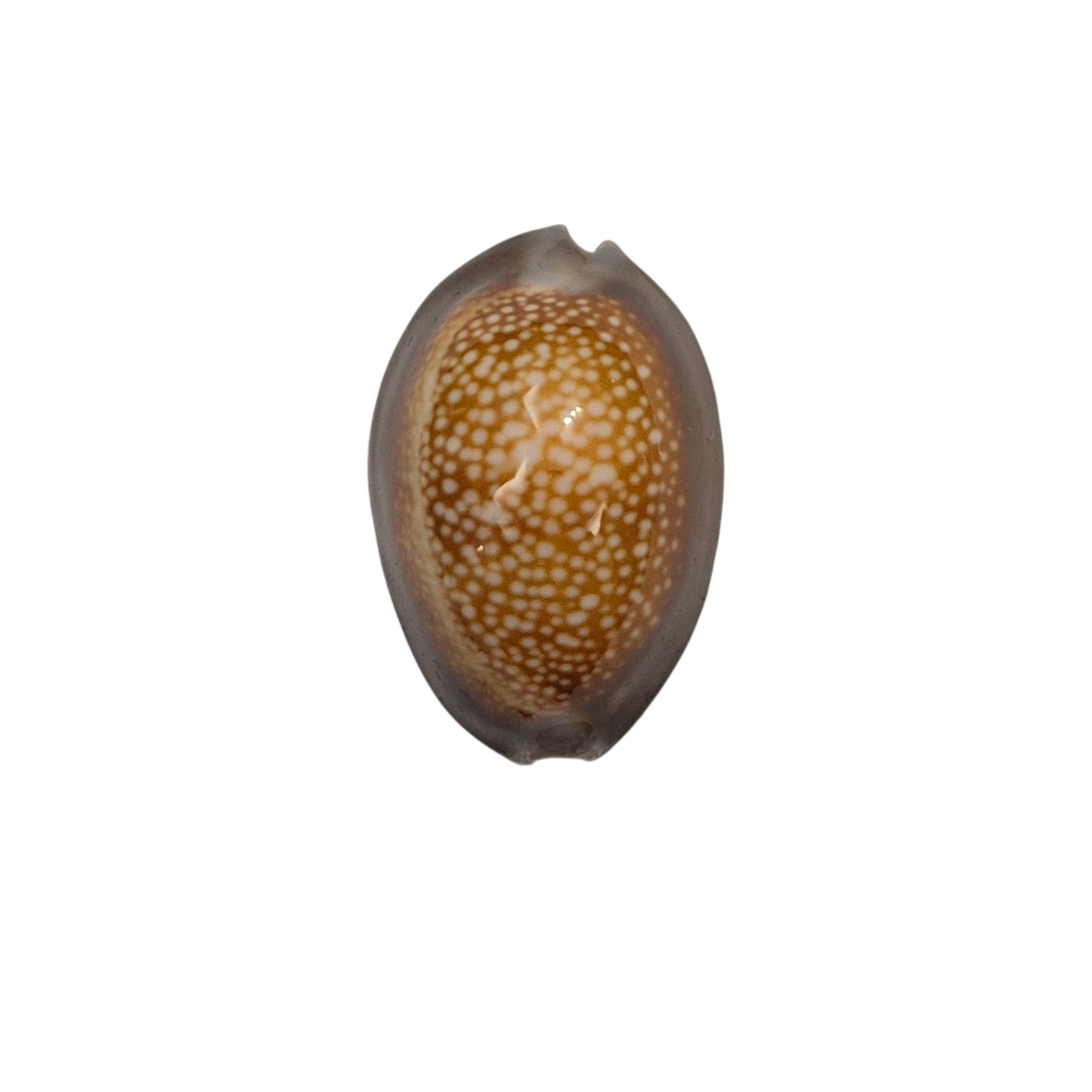 BC041 Monetaria caputdraconis f. poppei - SELDOM OFFERED