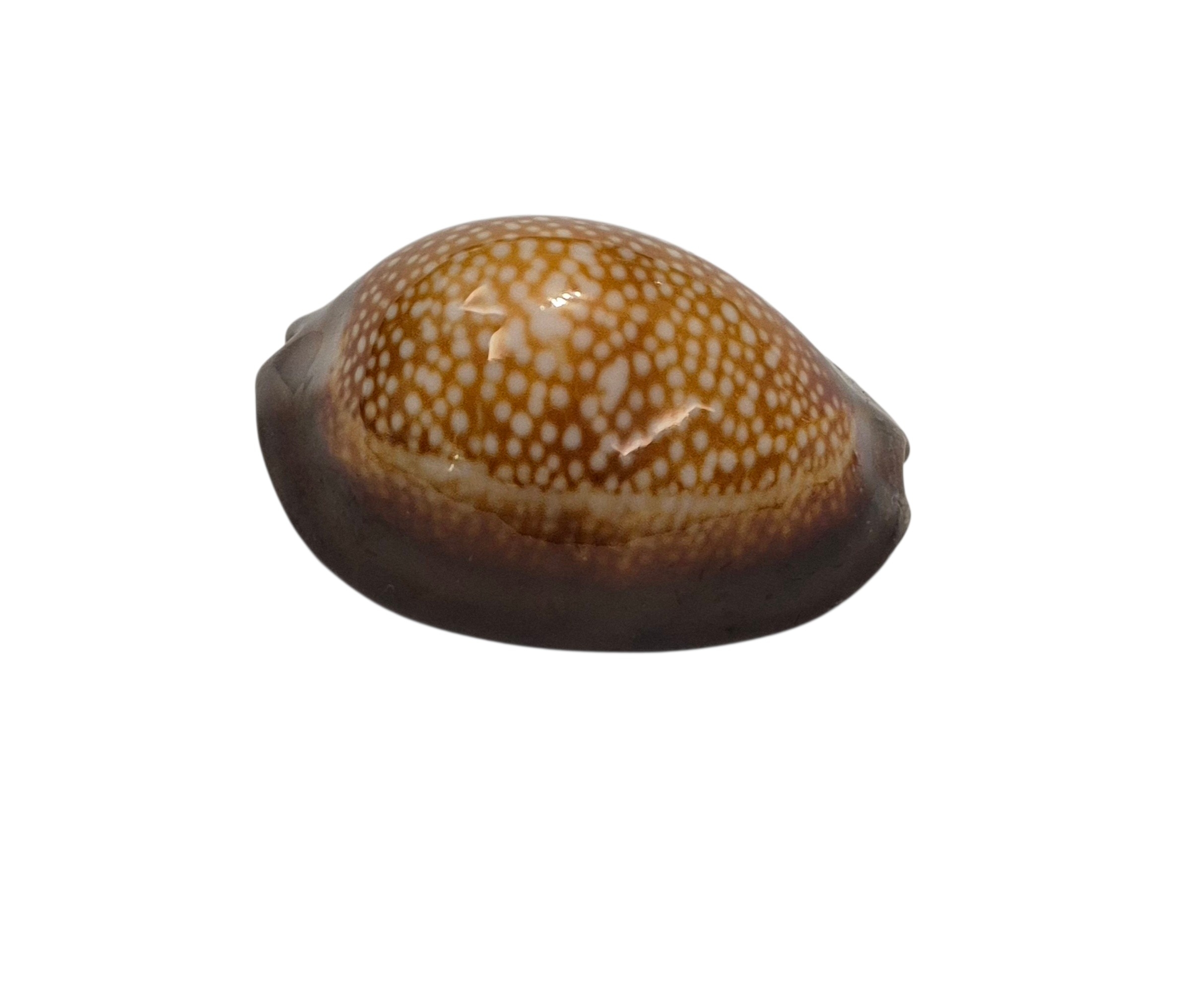 BC041 Monetaria caputdraconis f. poppei - SELDOM OFFERED - Image 2