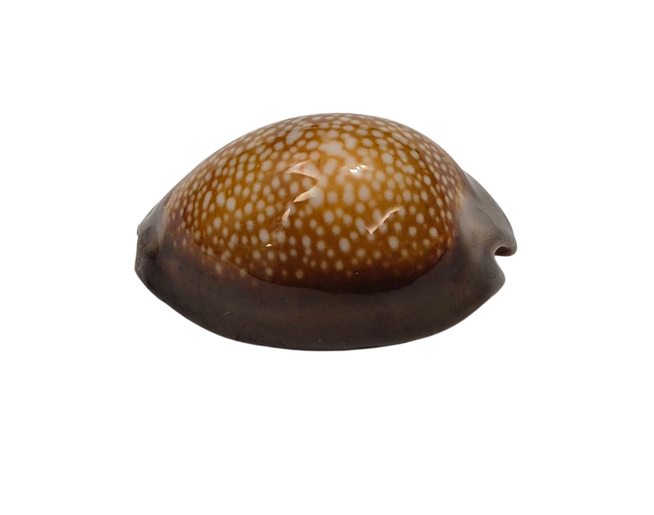 BC041 Monetaria caputdraconis f. poppei - SELDOM OFFERED - Image 4