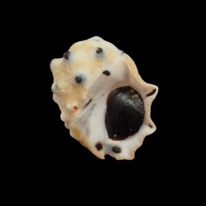 BC235 Thais bimaculata w/o