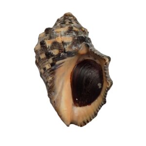 BC246 Purpura cfr rudolphi w/o