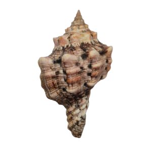 BC420 Pleuroploca persica