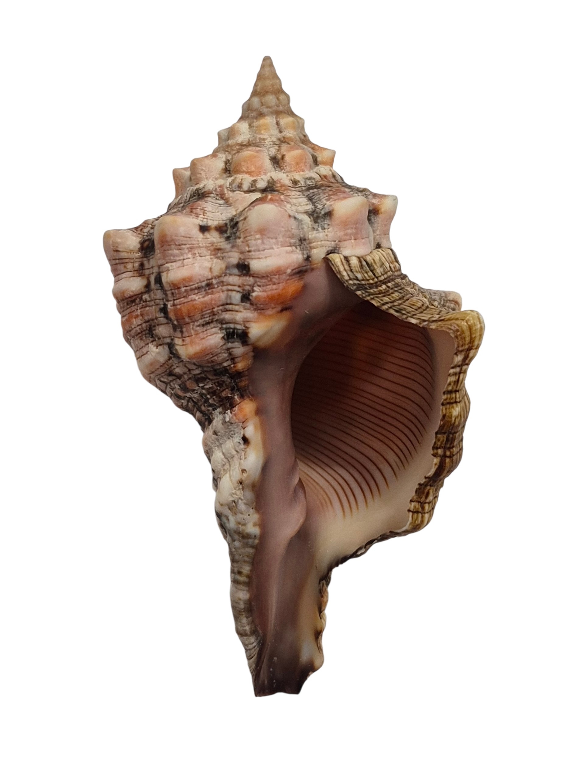 BC420 Pleuroploca persica - Image 2