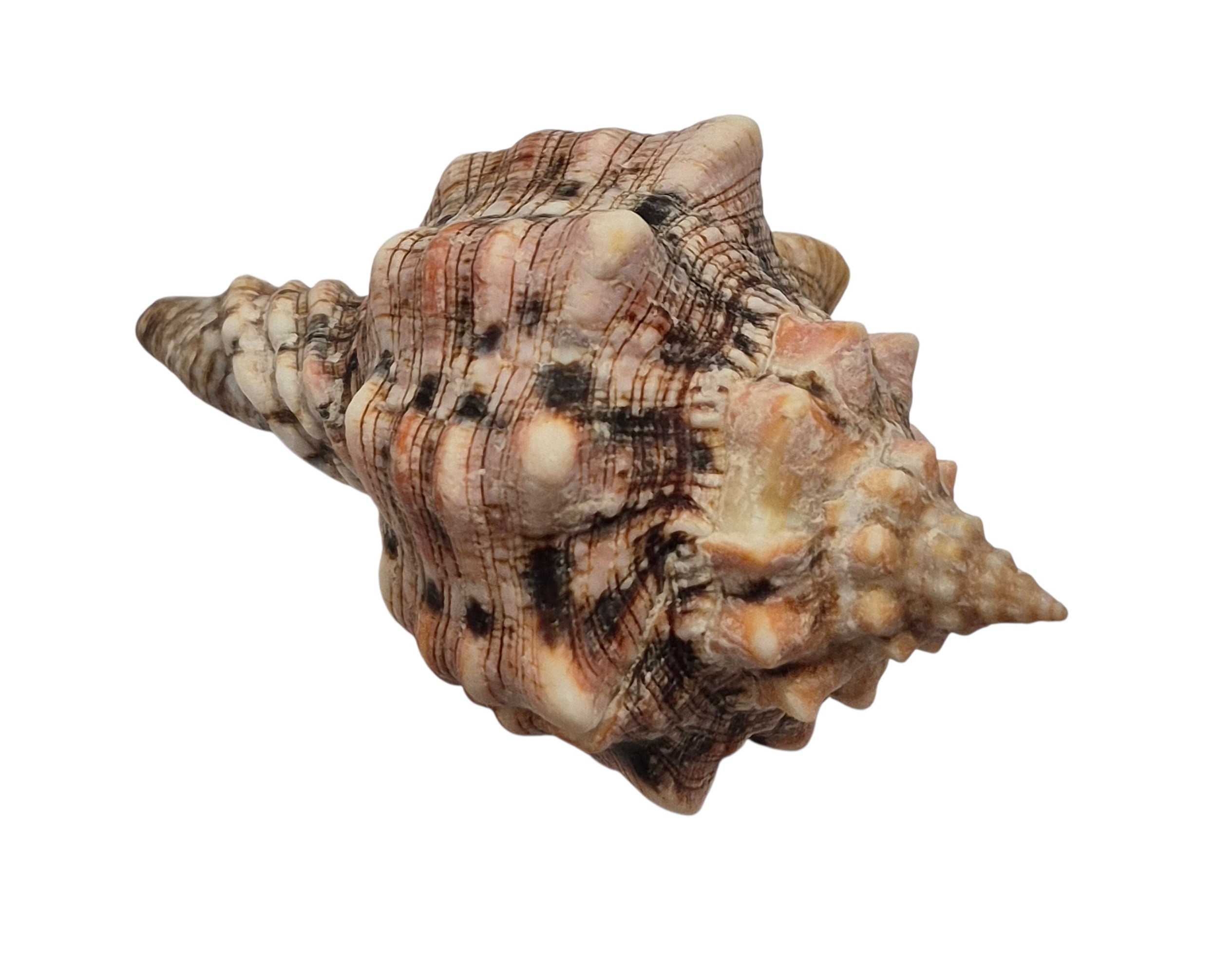 BC420 Pleuroploca persica - Image 4