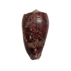BC433 Conus adamsonii w/o - AWESOME GIANT