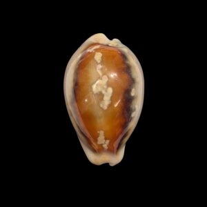 BC435 Neobernaya spadicea