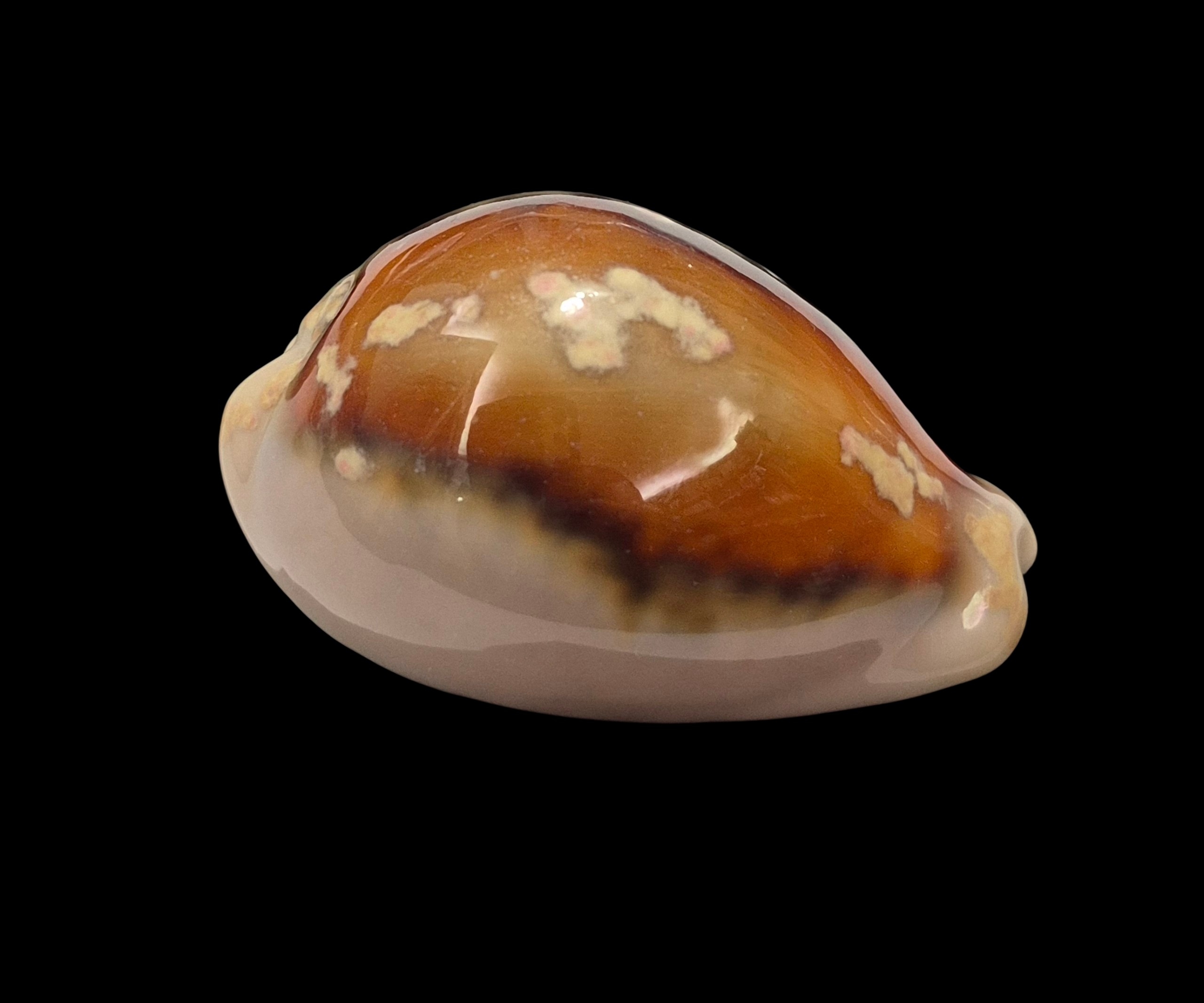 BC435 Neobernaya spadicea - Image 2