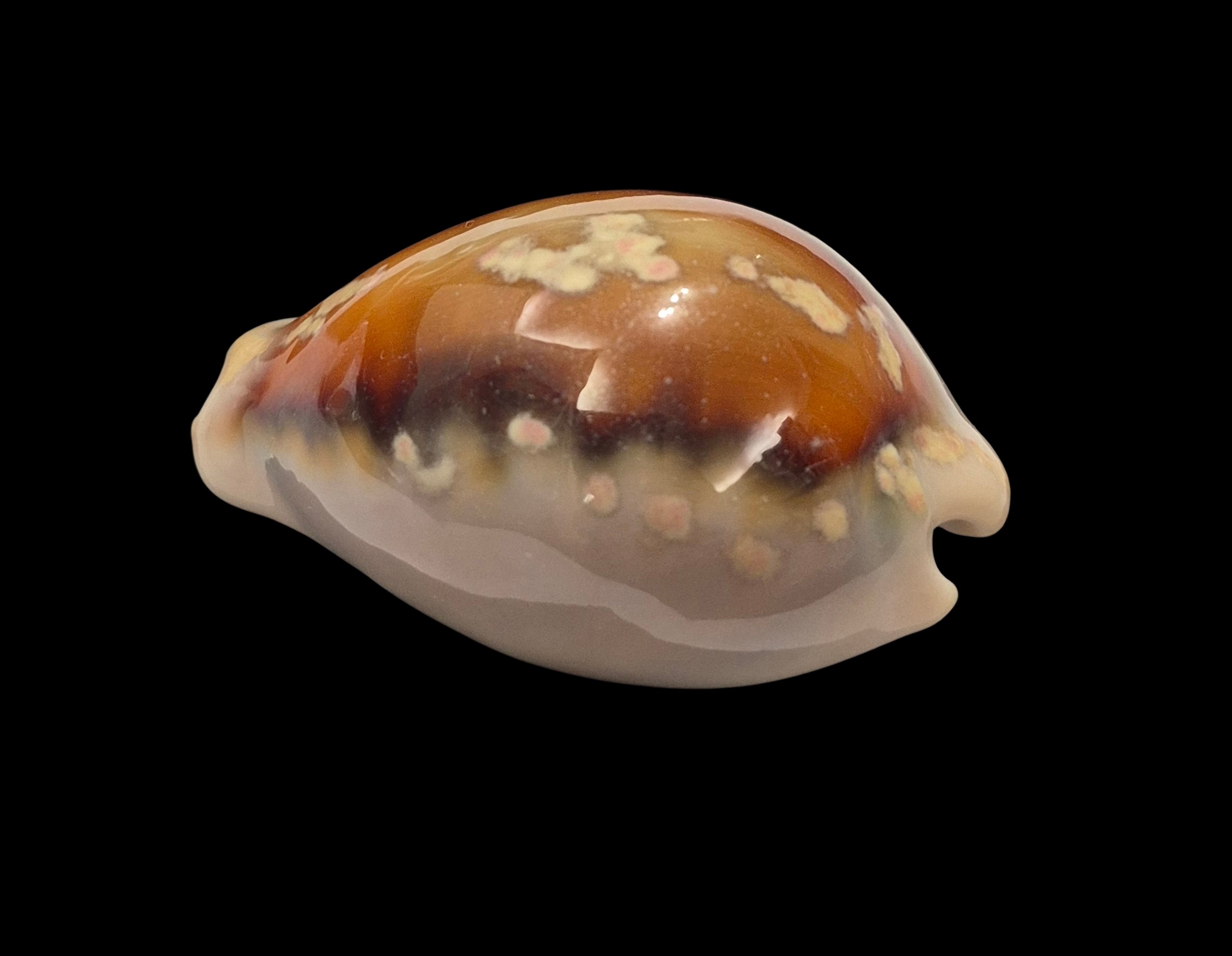 BC435 Neobernaya spadicea - Image 3