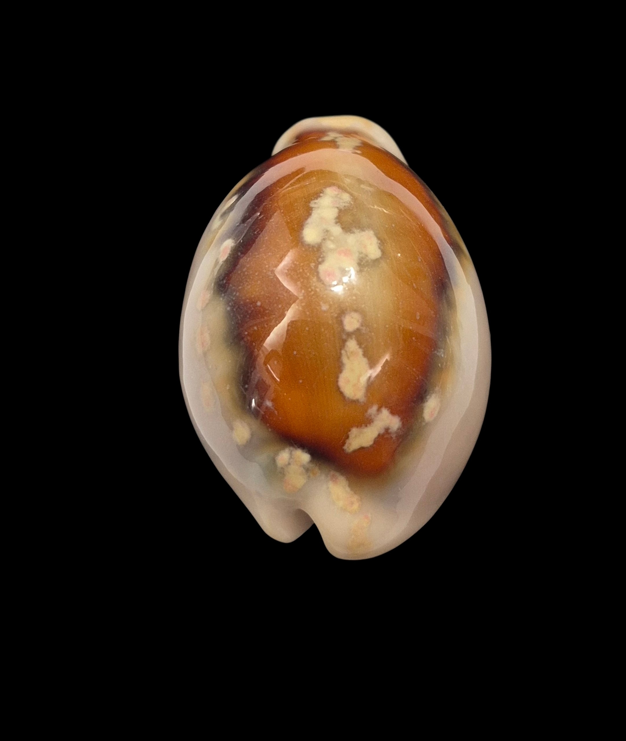 BC435 Neobernaya spadicea - Image 4