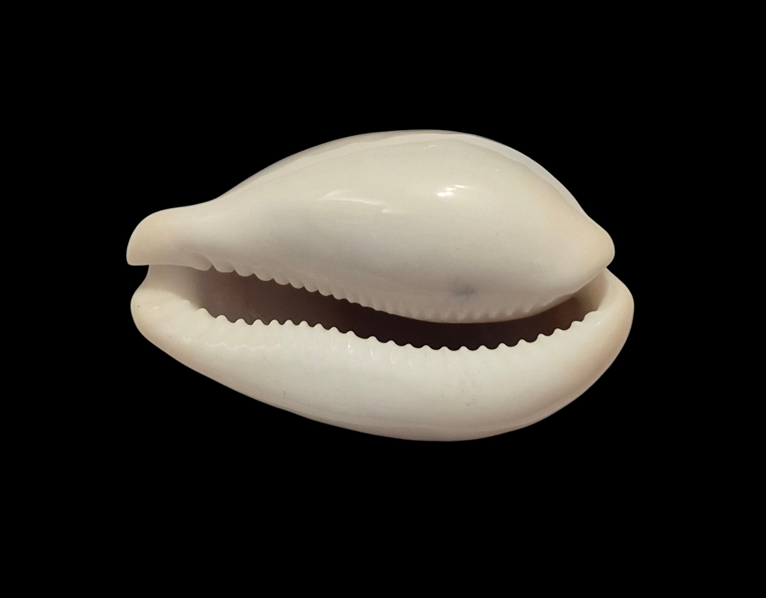 BC435 Neobernaya spadicea - Image 5