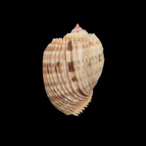 BC432 Harpa costata