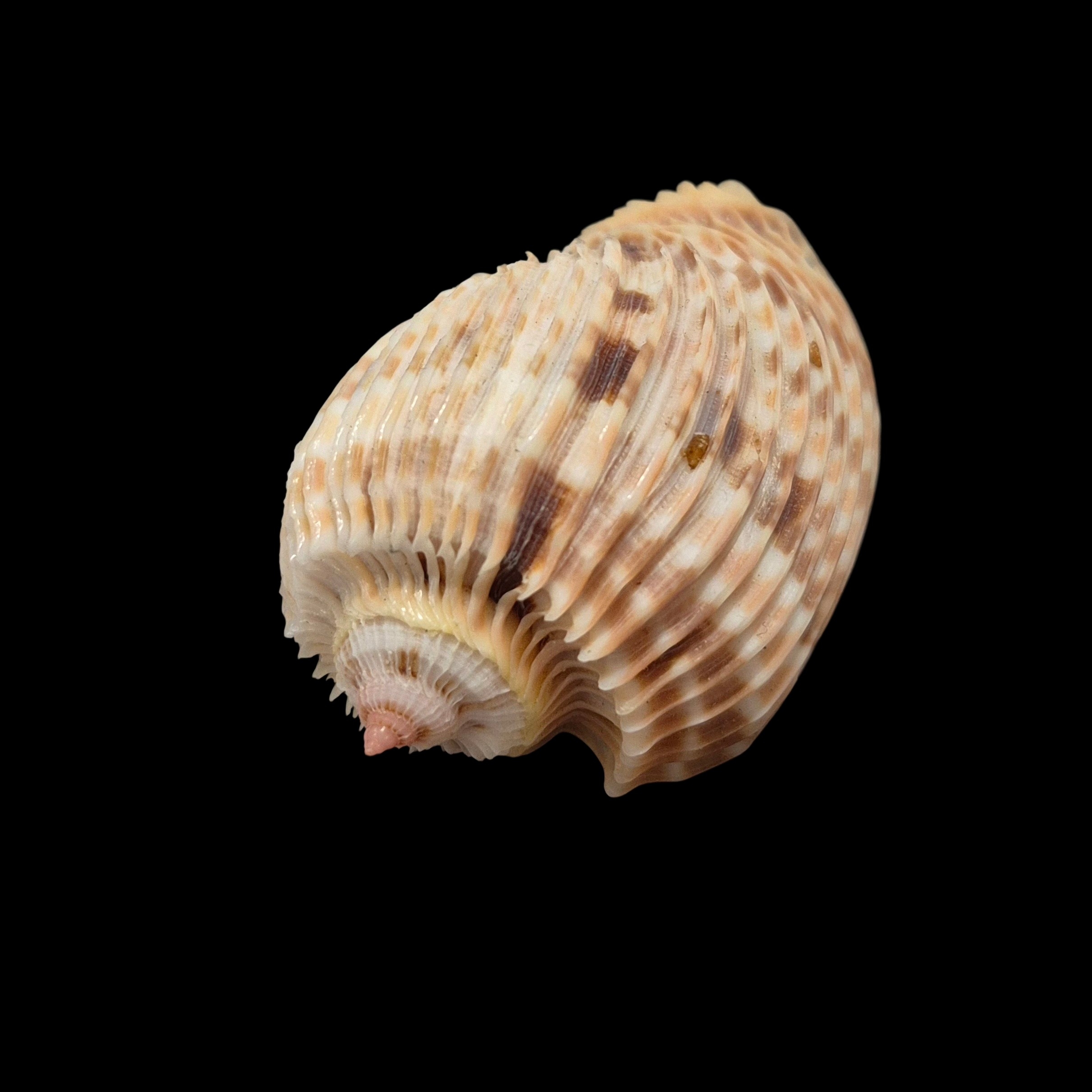 BC432 Harpa costata - Image 2