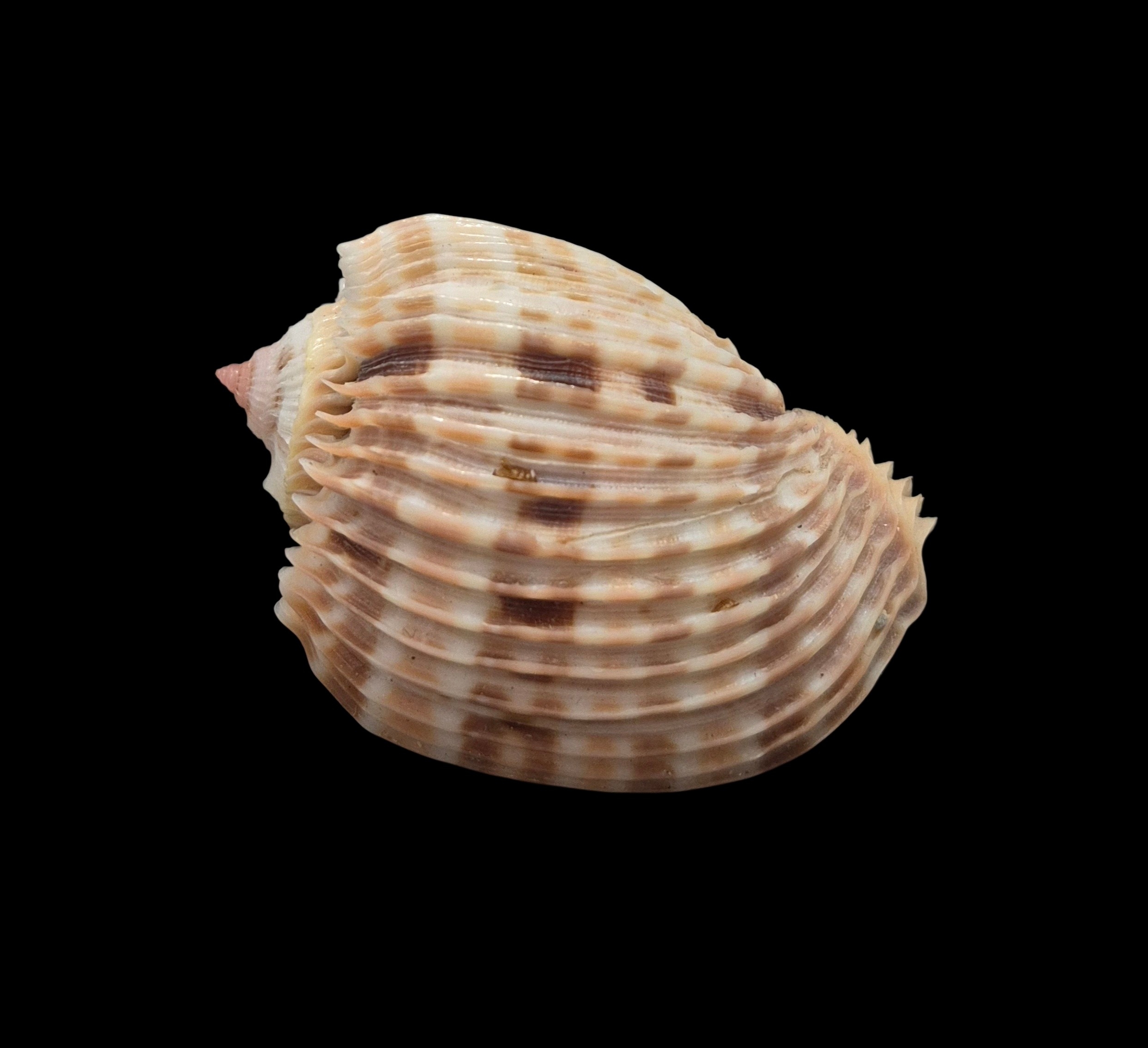 BC432 Harpa costata - Image 3
