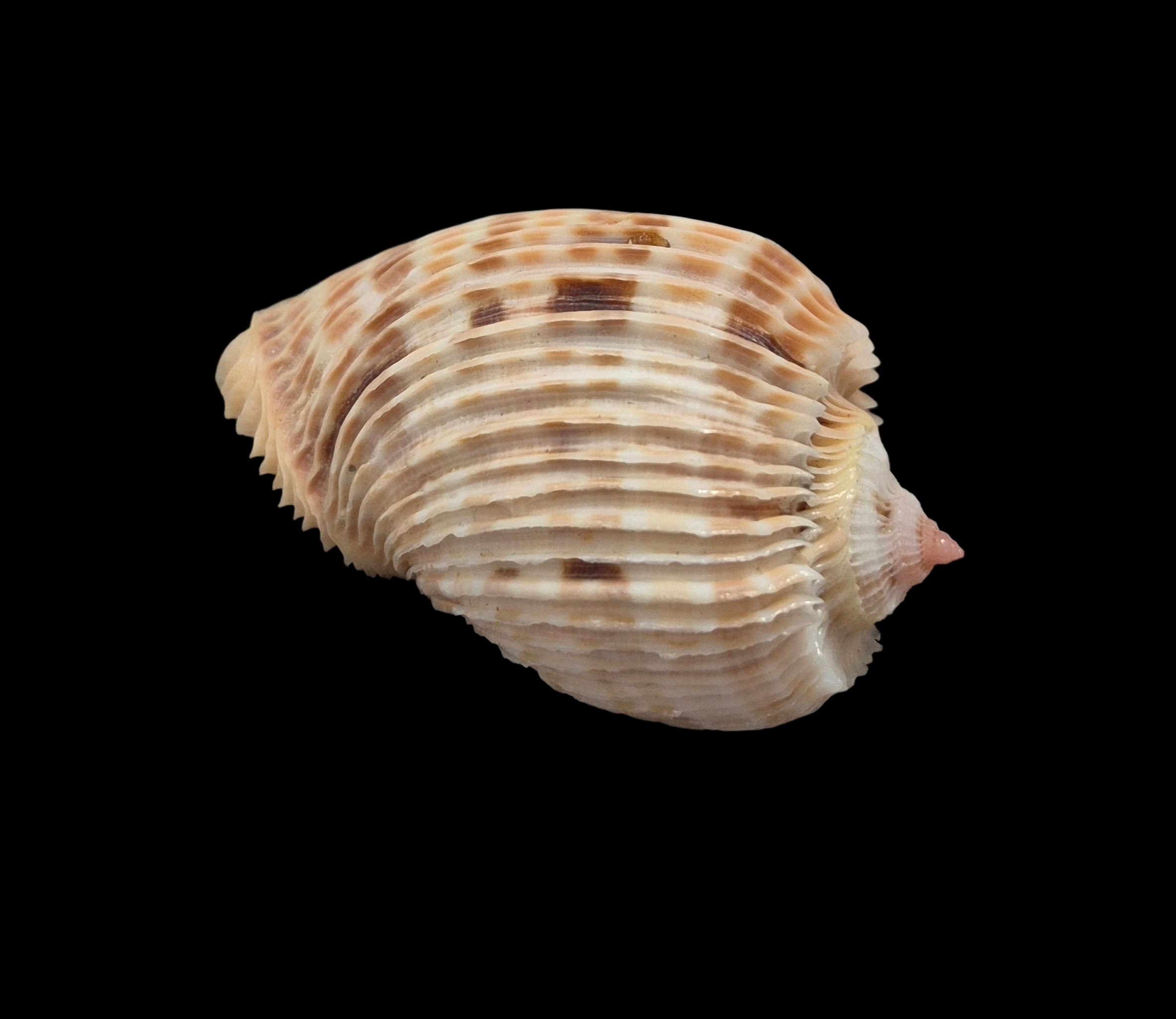 BC432 Harpa costata - Image 4