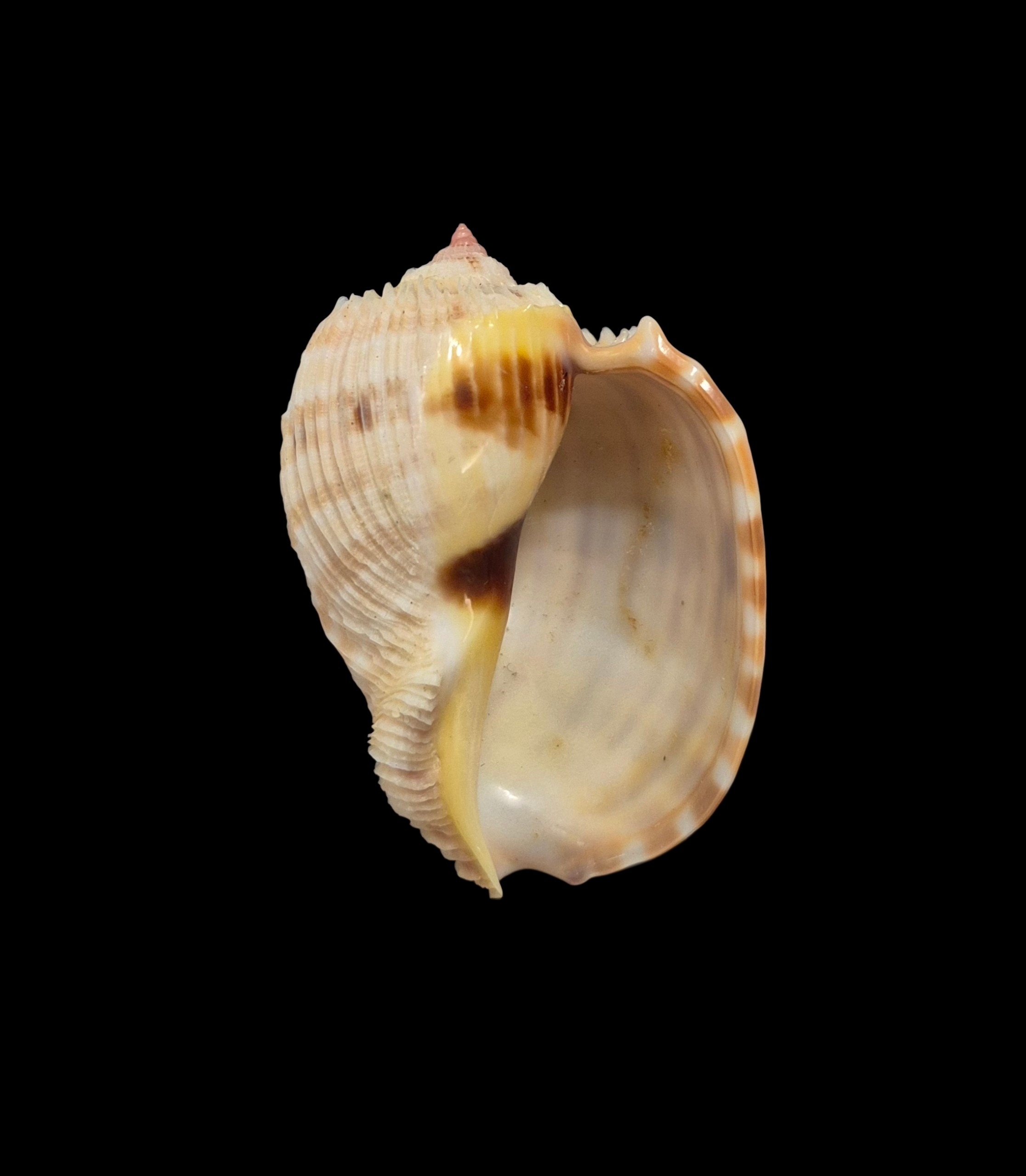 BC432 Harpa costata - Image 5