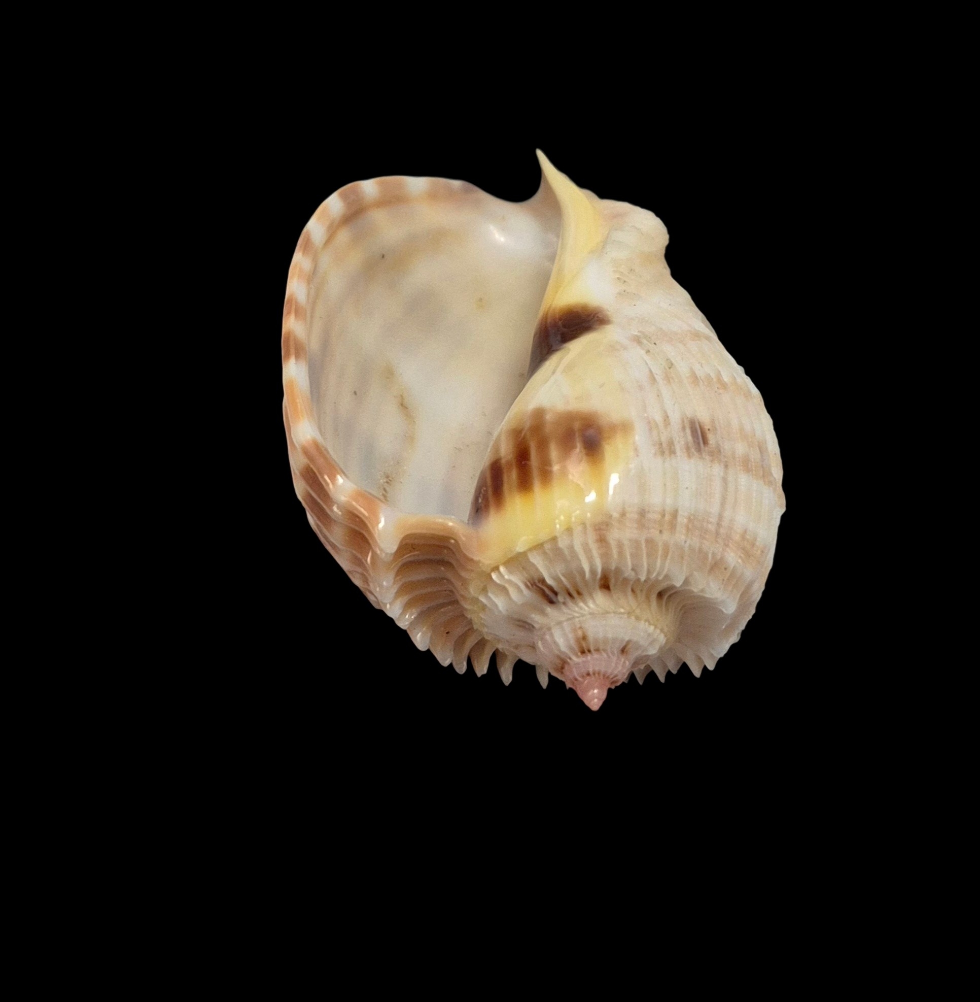 BC432 Harpa costata - Image 6