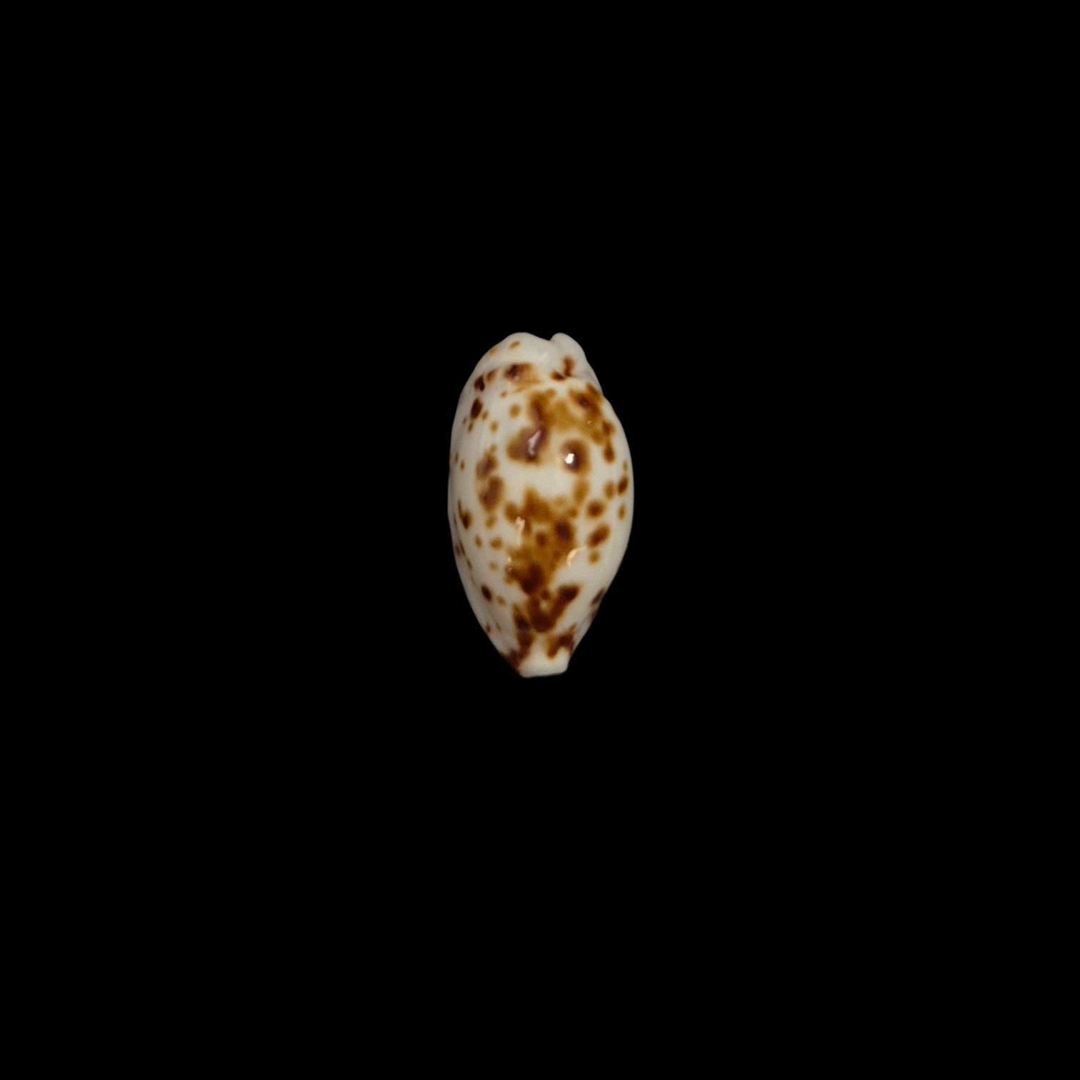 BC437 Ransoniella punctata - NIGER and ROSTRATED