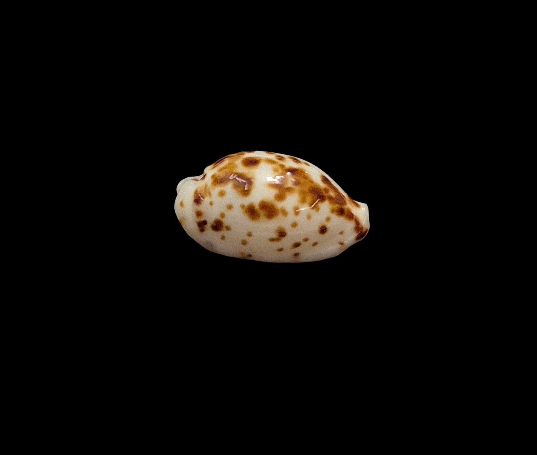 BC437 Ransoniella punctata - NIGER and ROSTRATED - Image 2