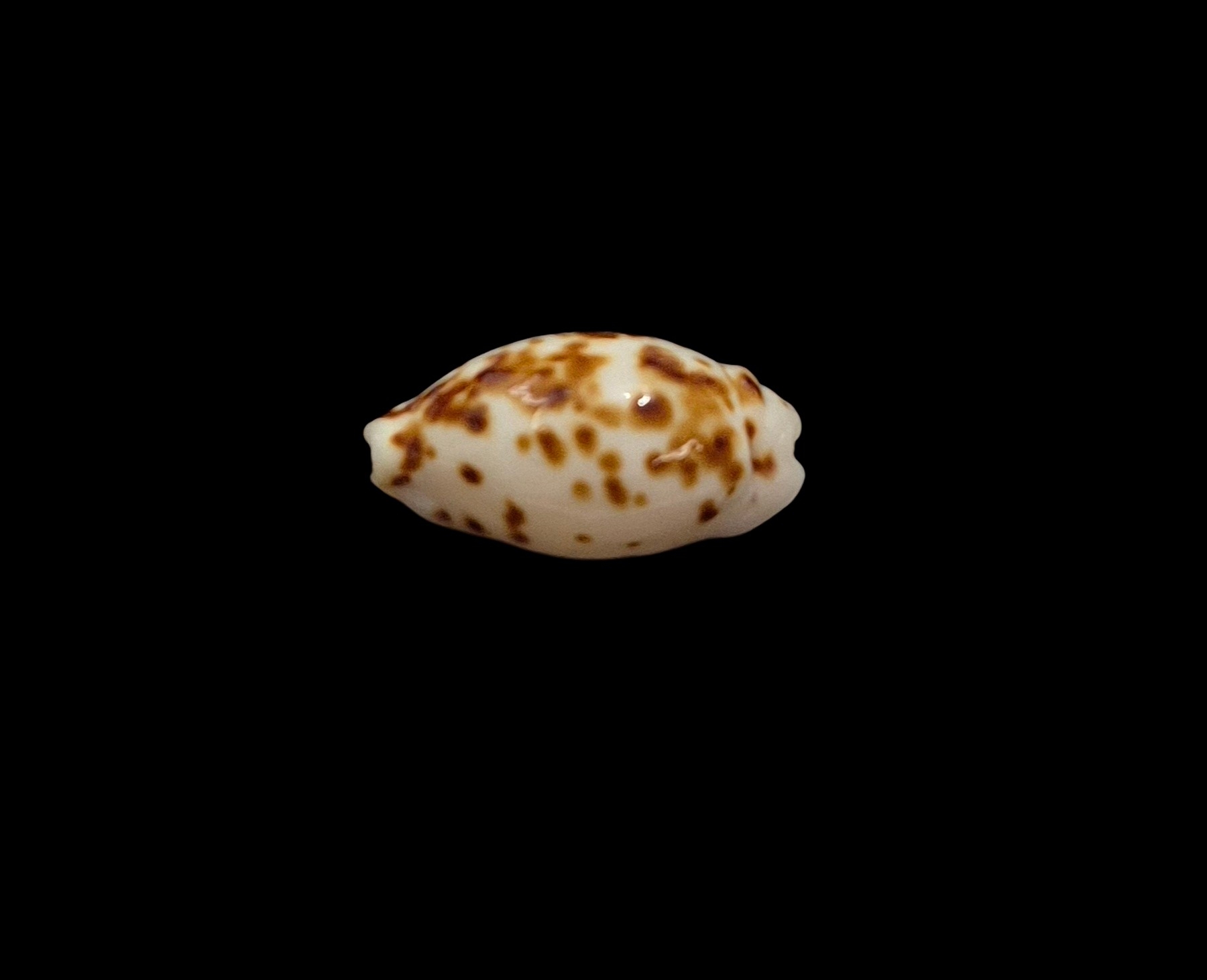 BC437 Ransoniella punctata - NIGER and ROSTRATED - Image 4