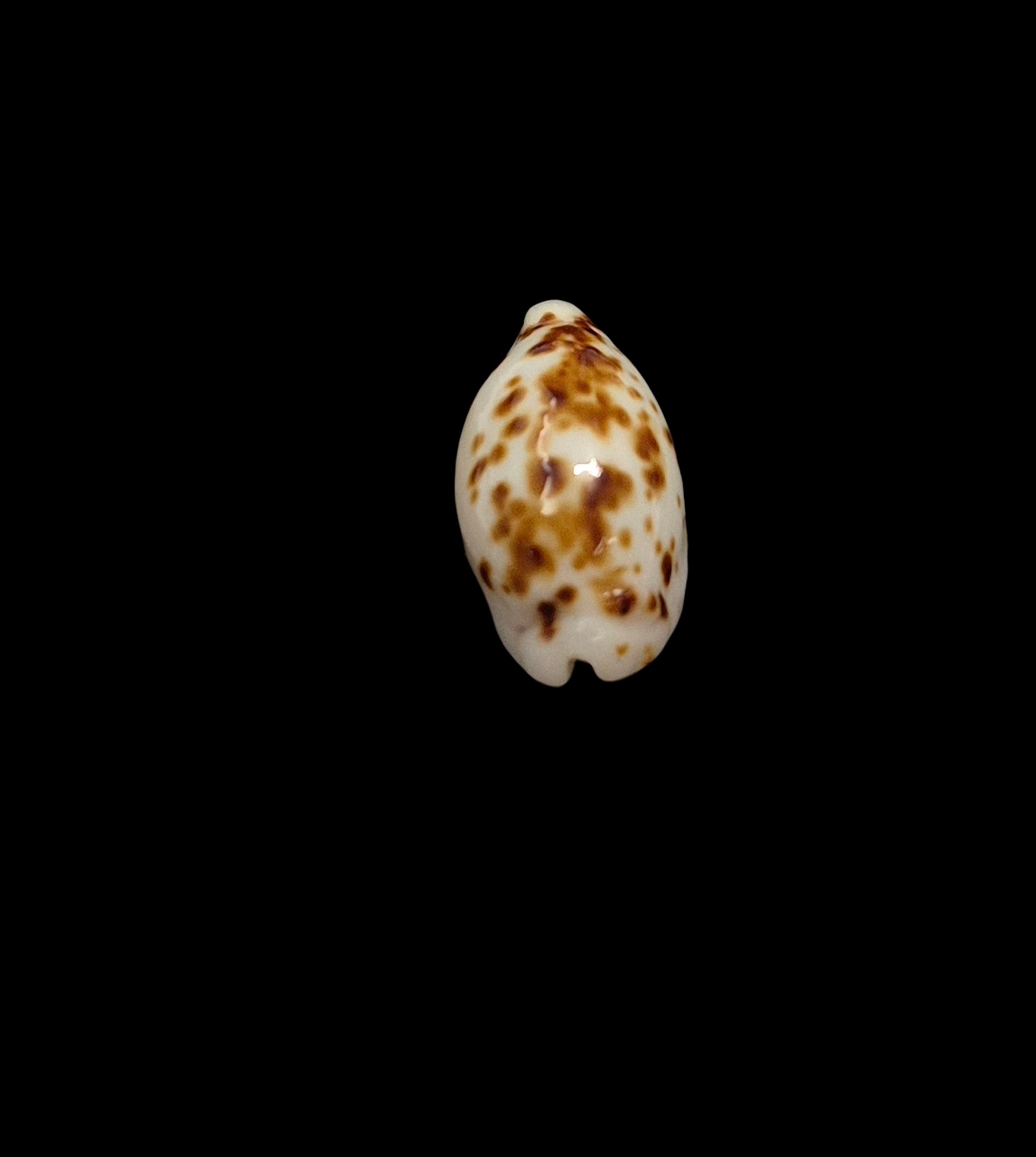 BC437 Ransoniella punctata - NIGER and ROSTRATED - Image 5