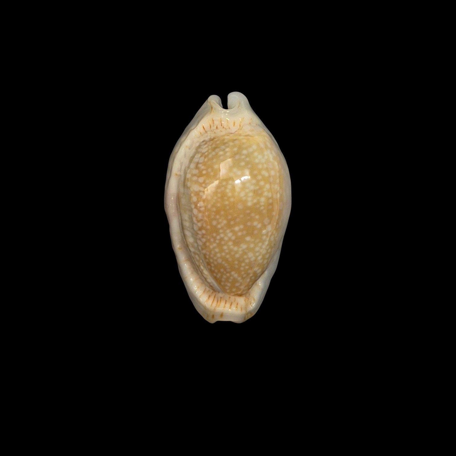 BC438 Naria erosa - GREAT ROSTRATION - Image 2