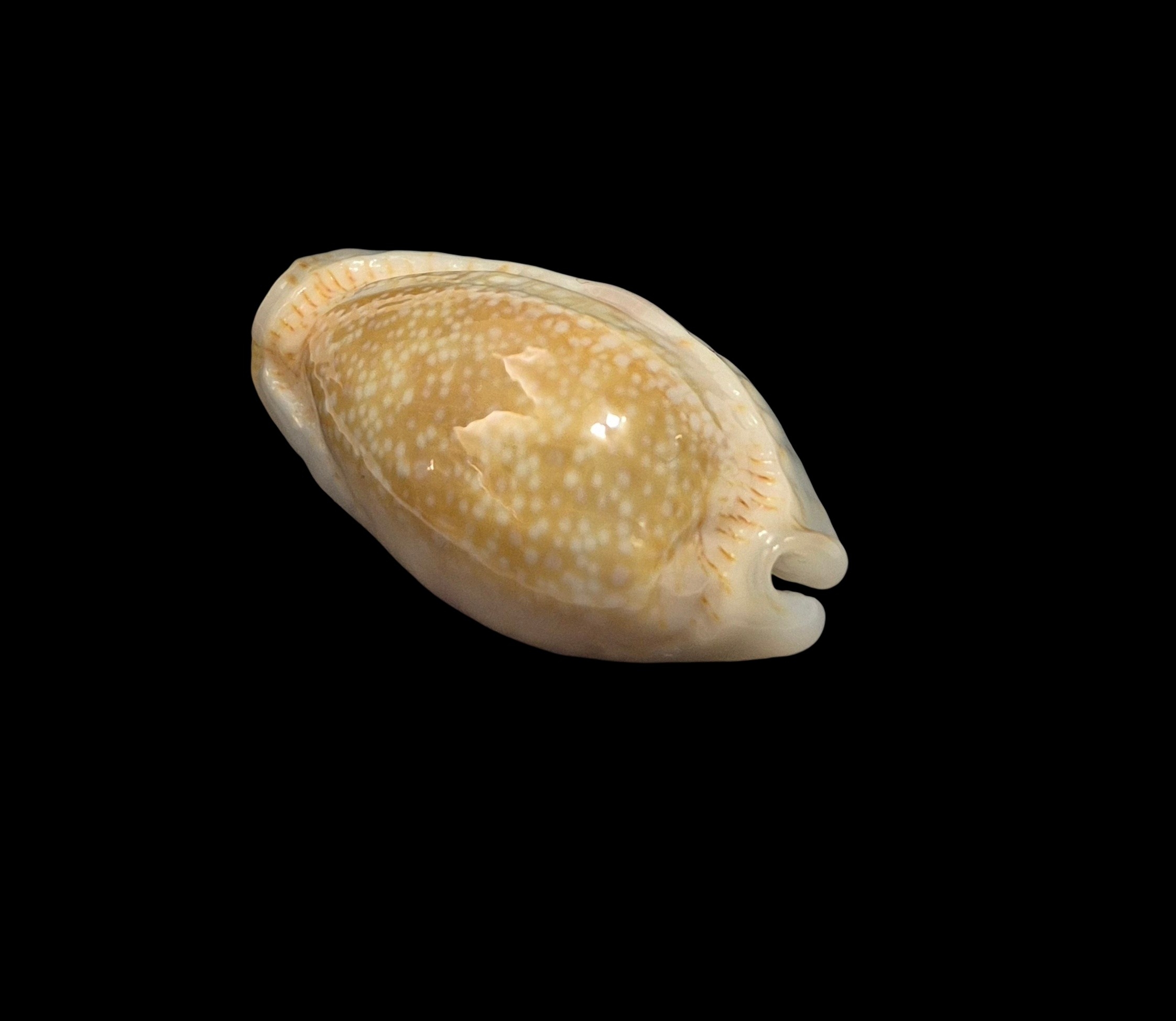 BC438 Naria erosa - GREAT ROSTRATION - Image 3