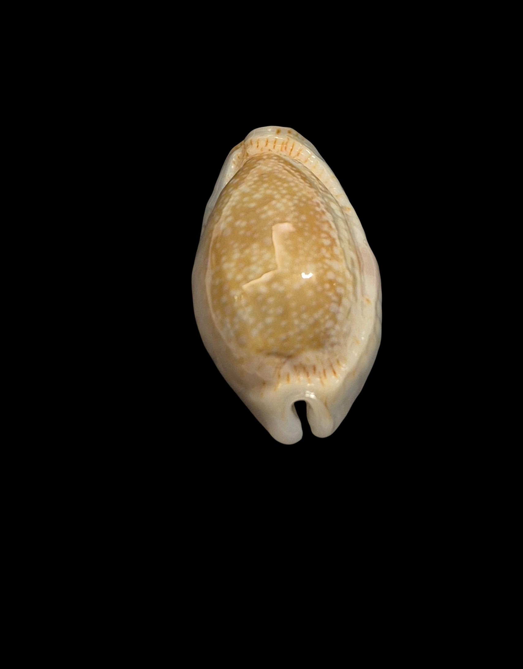 BC438 Naria erosa - GREAT ROSTRATION - Image 4