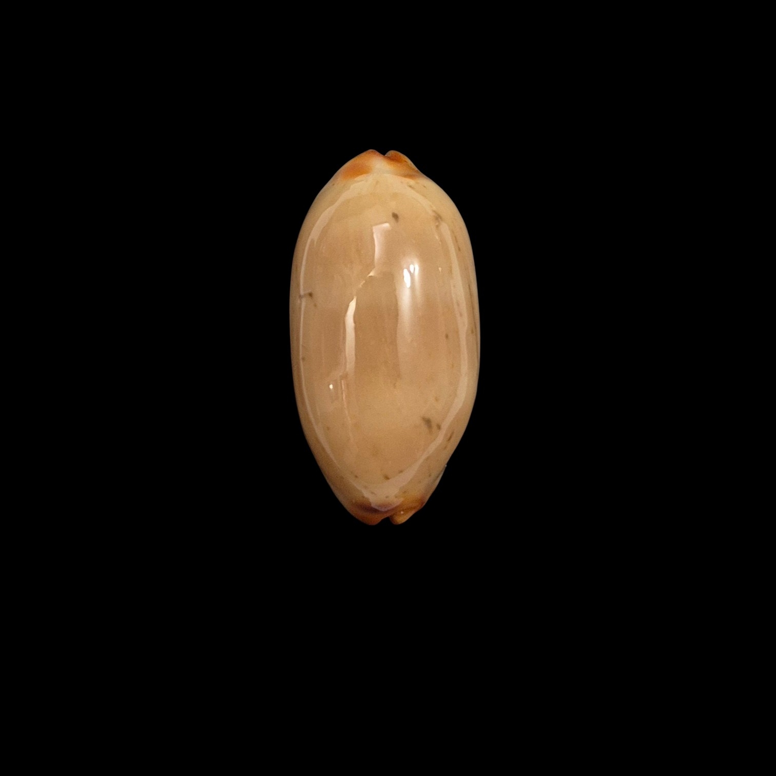 BC439 Luria isabella - NIGER and ROSTRATED - Image 2