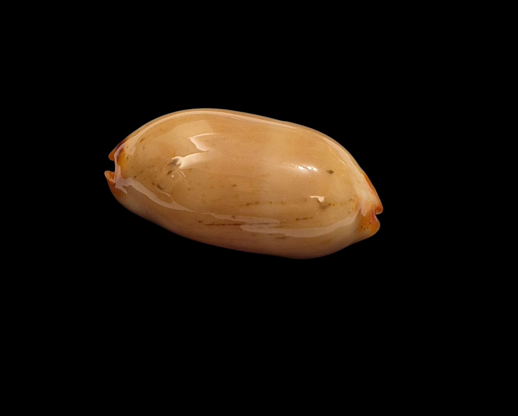 BC439 Luria isabella - NIGER and ROSTRATED - Image 3