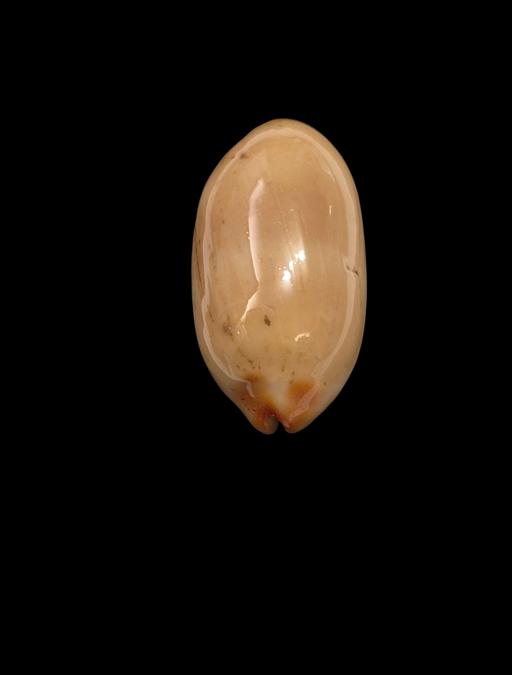 BC439 Luria isabella - NIGER and ROSTRATED - Image 4