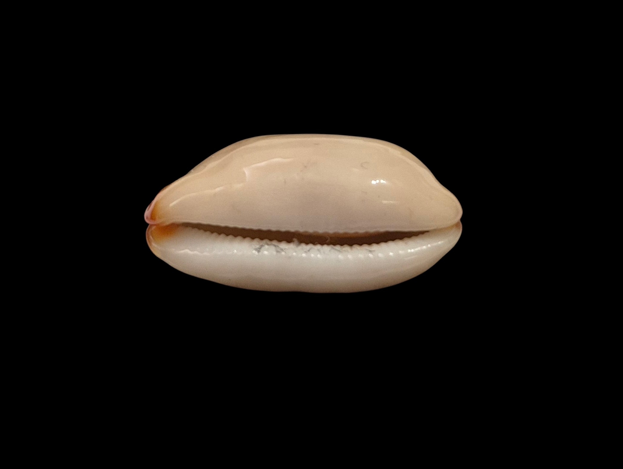 BC439 Luria isabella - NIGER and ROSTRATED - Image 5