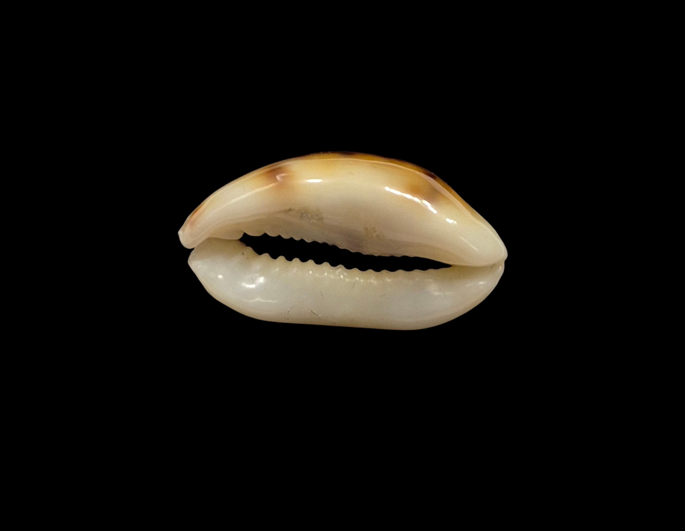 BC441 Melicerona listeri melvilli - NIGER and ROSTRATED - Image 2