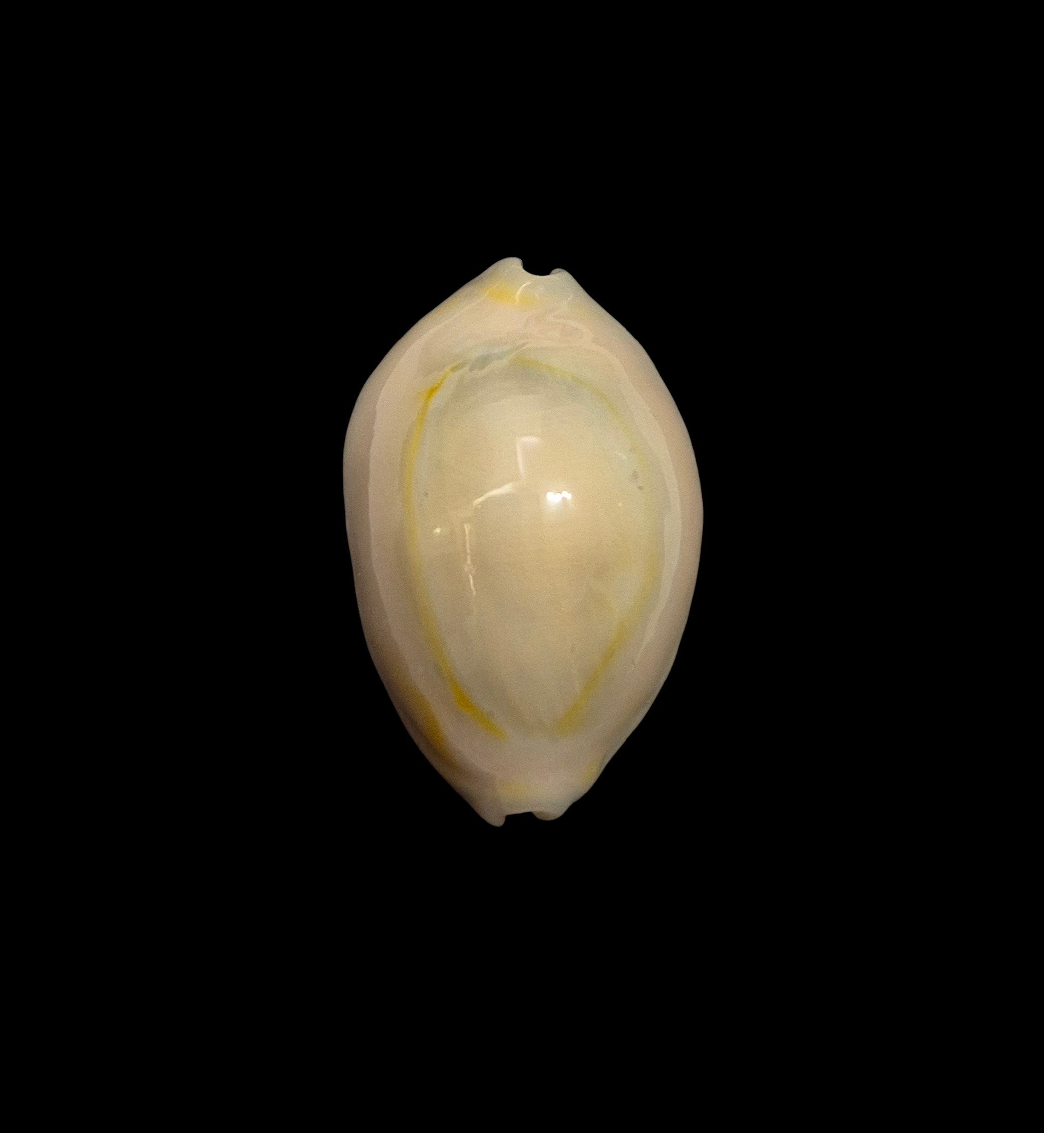 BC442 Monetaria annulus - ROSTRATED - Image 2