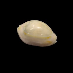 BC442 Monetaria annulus - ROSTRATED