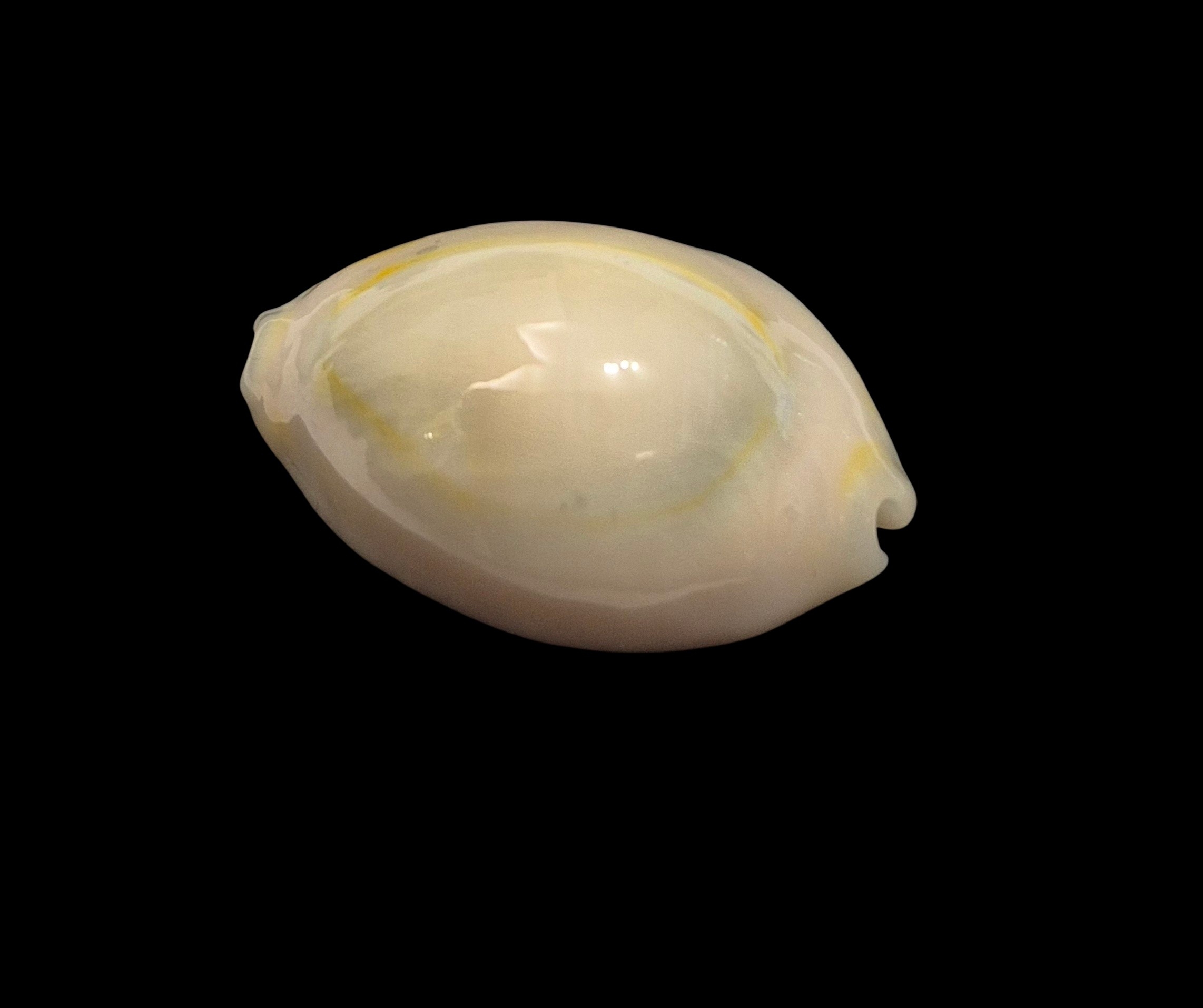 BC442 Monetaria annulus - ROSTRATED - Image 3