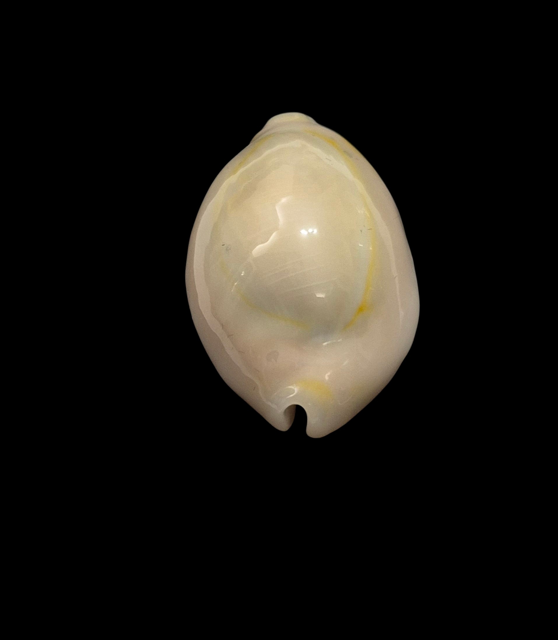 BC442 Monetaria annulus - ROSTRATED - Image 4