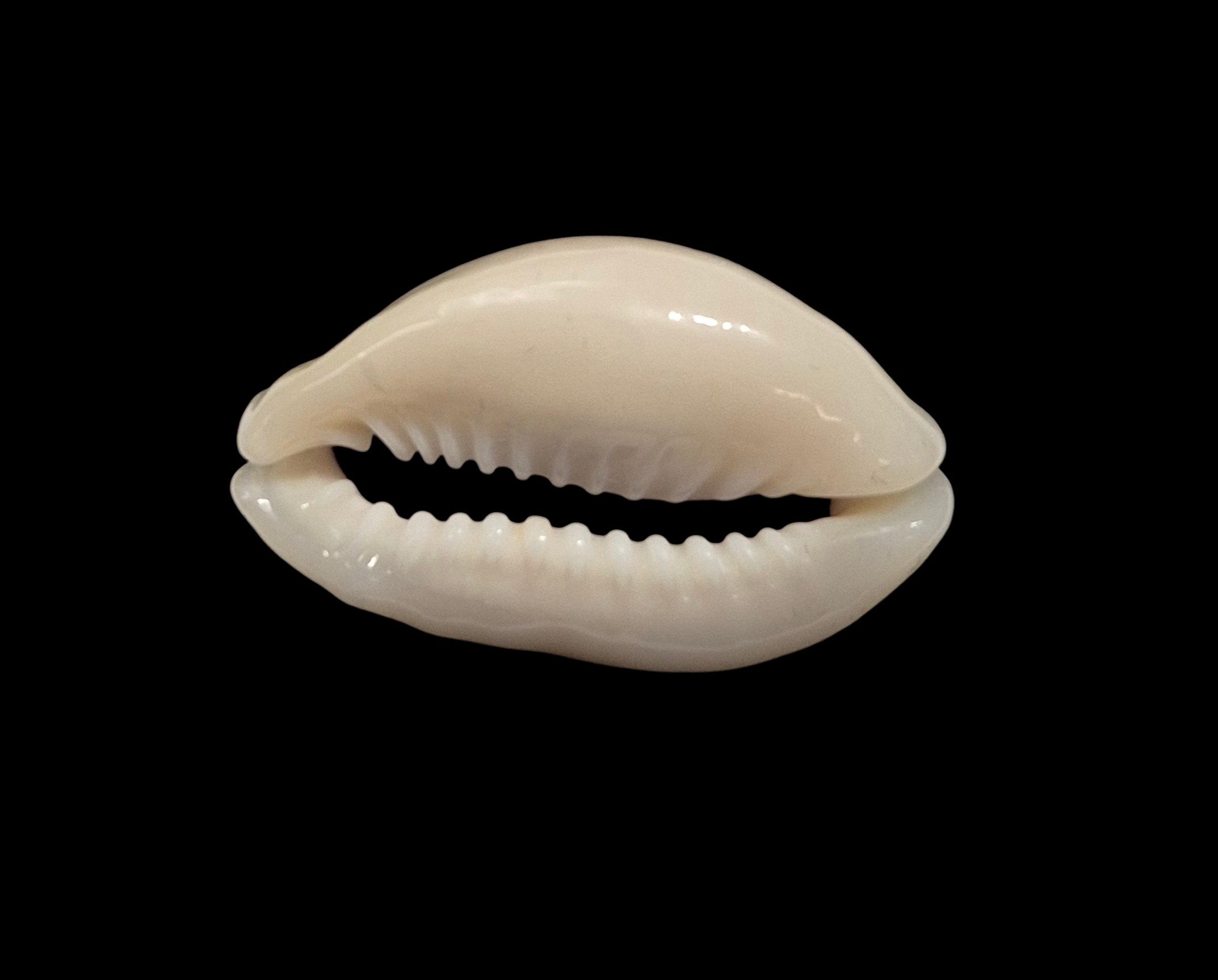 BC442 Monetaria annulus - ROSTRATED - Image 5