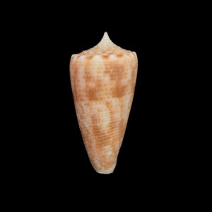 BC446 Conus cf proximus w/o
