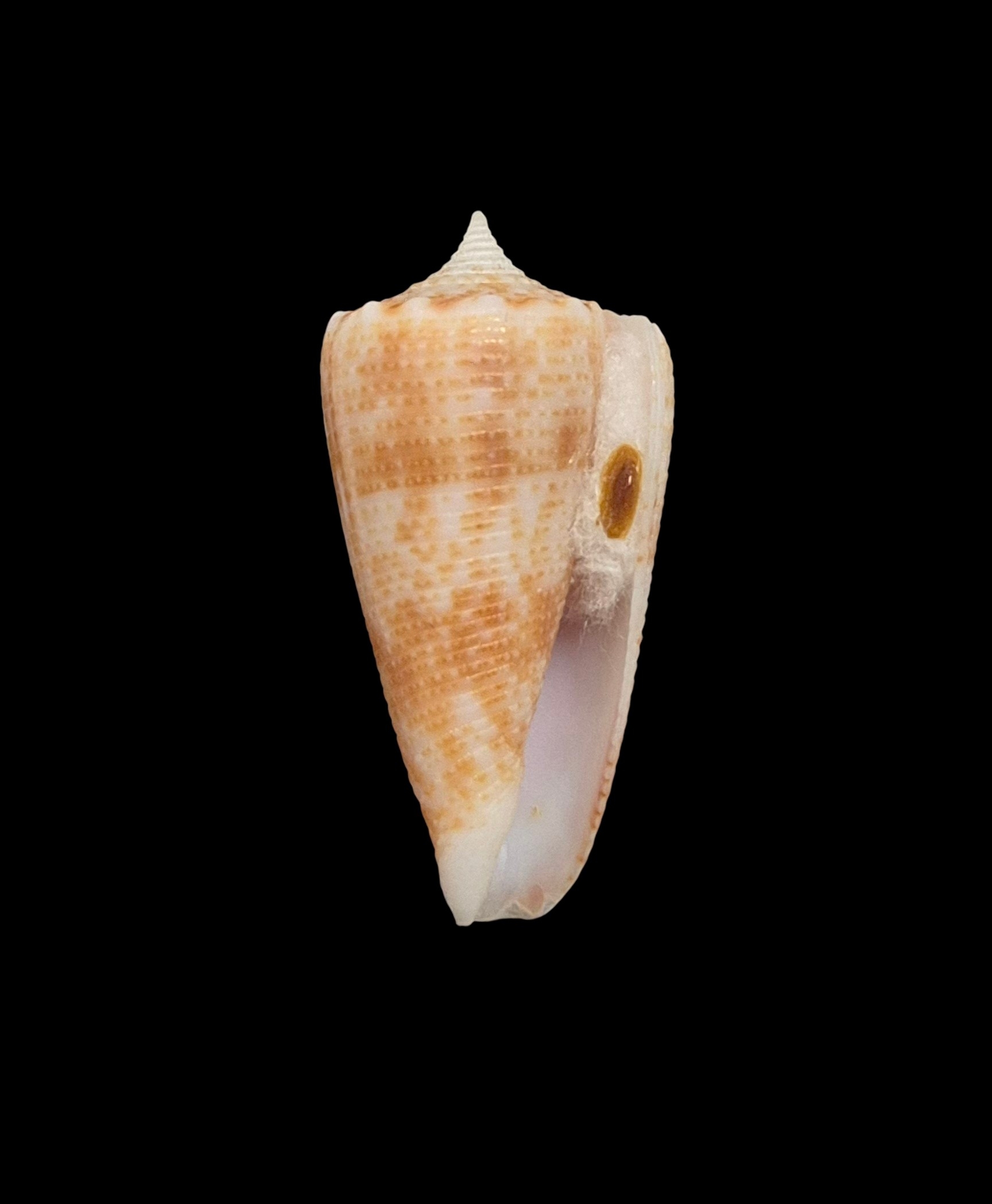 BC446 Conus cf proximus w/o - Image 2