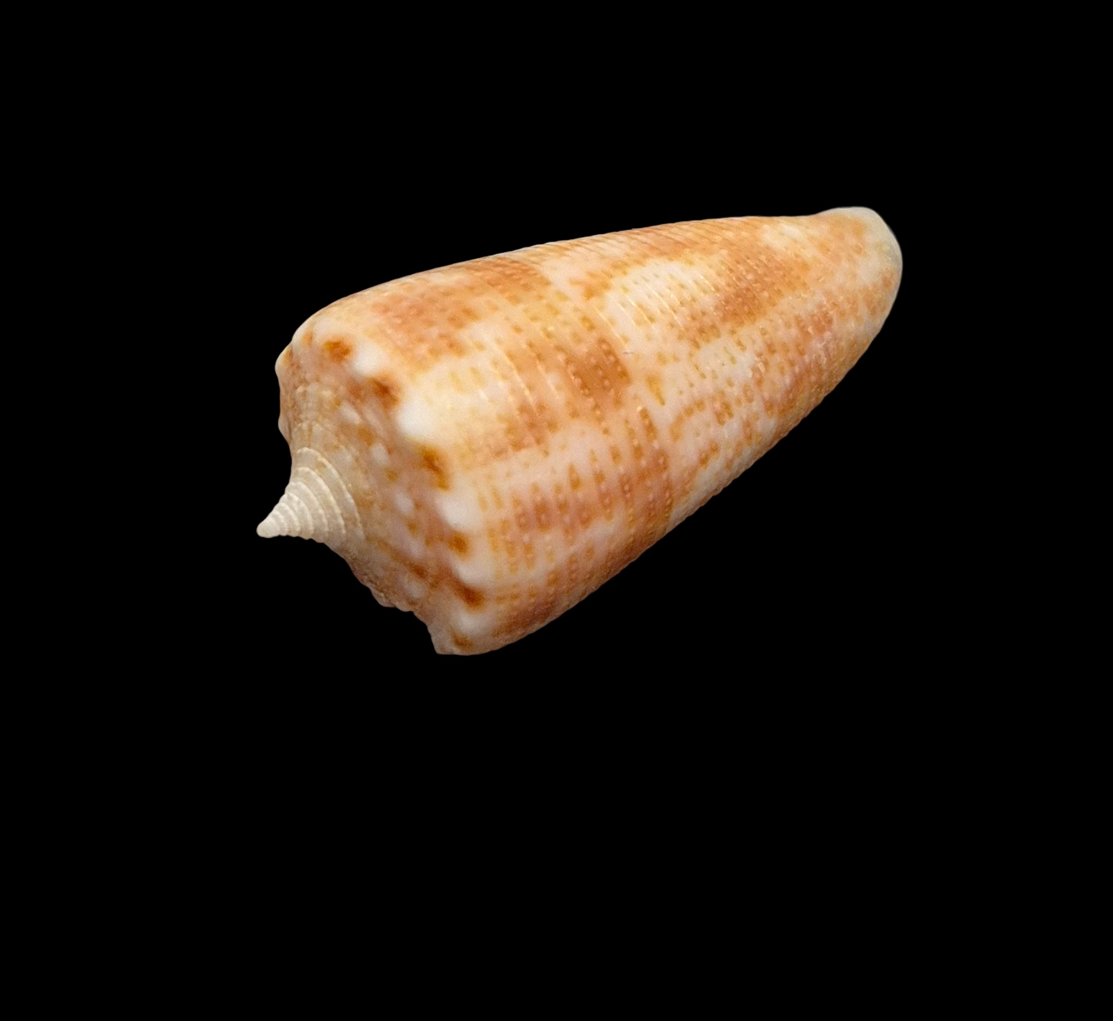 BC446 Conus cf proximus w/o - Image 3
