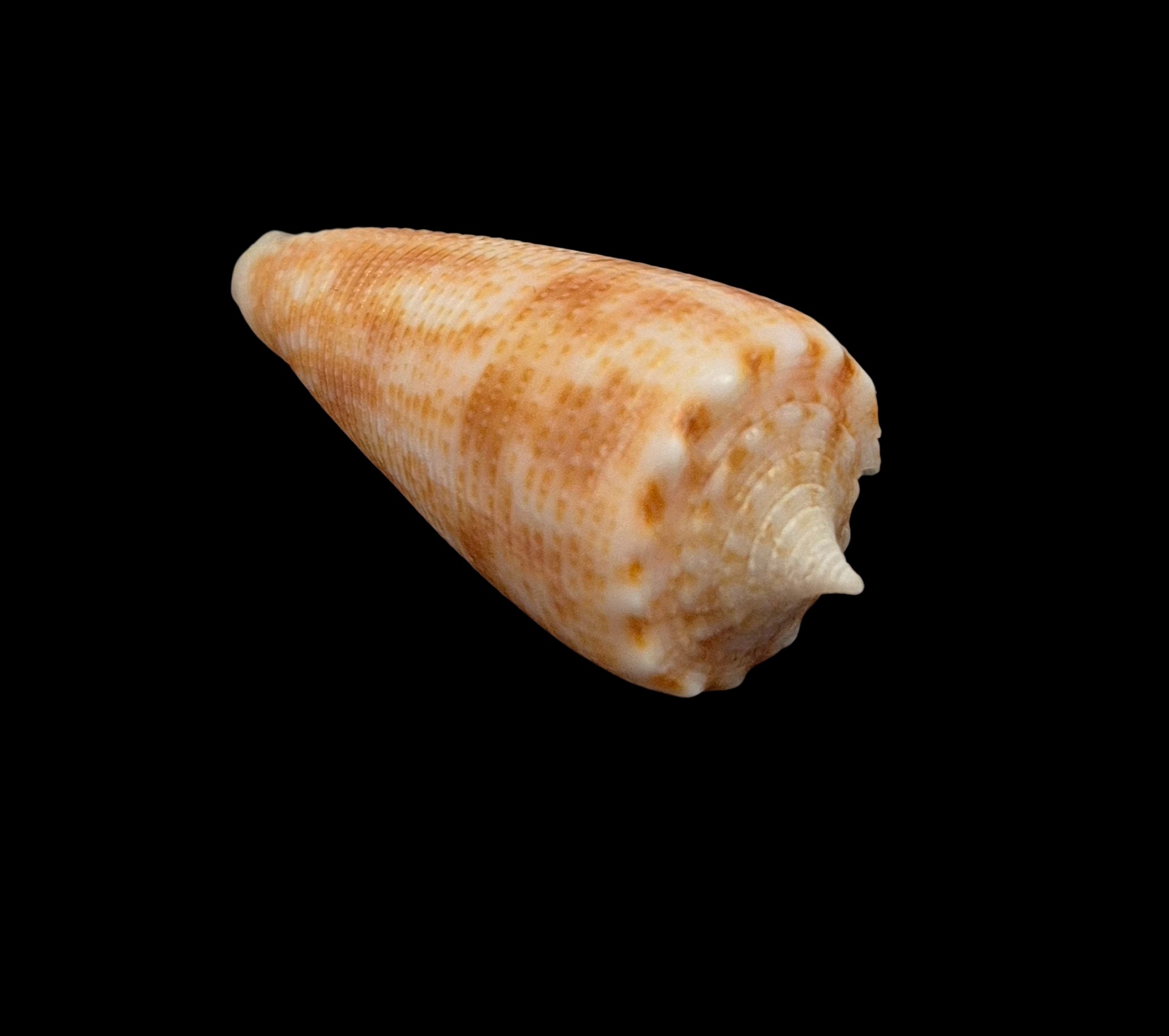 BC446 Conus cf proximus w/o - Image 4