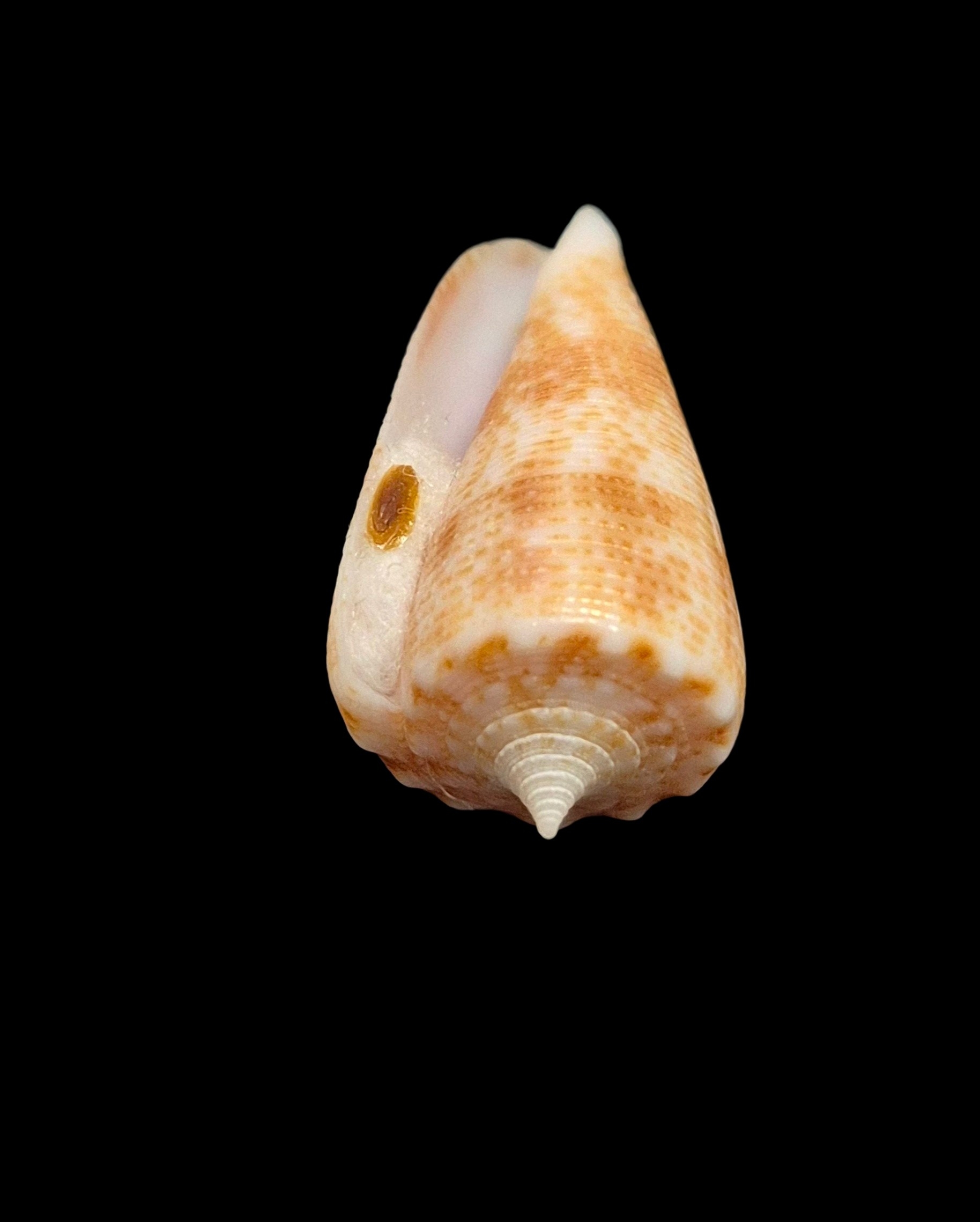 BC446 Conus cf proximus w/o - Image 5
