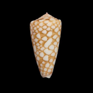 BC448 Conus nobilis specie w/o