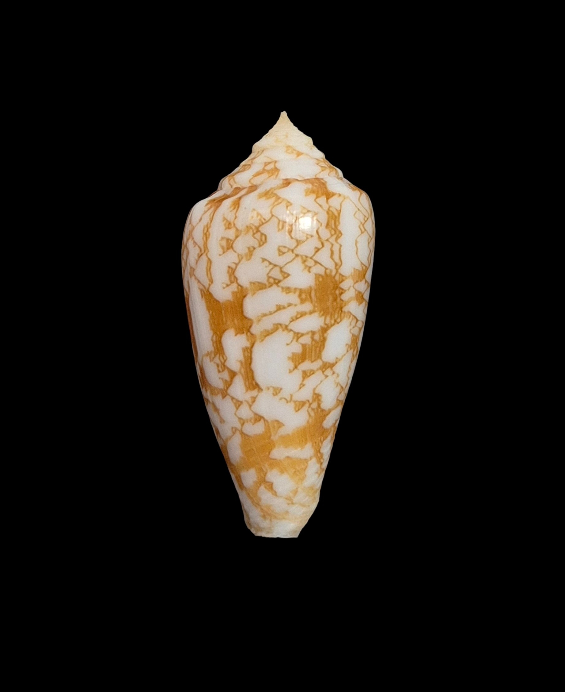 BC450 Conus "species" w/o - Image 5