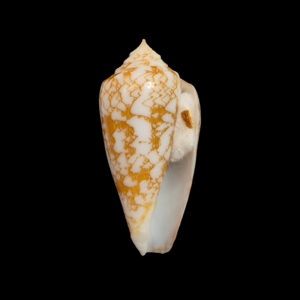 BC450 Conus "species" w/o