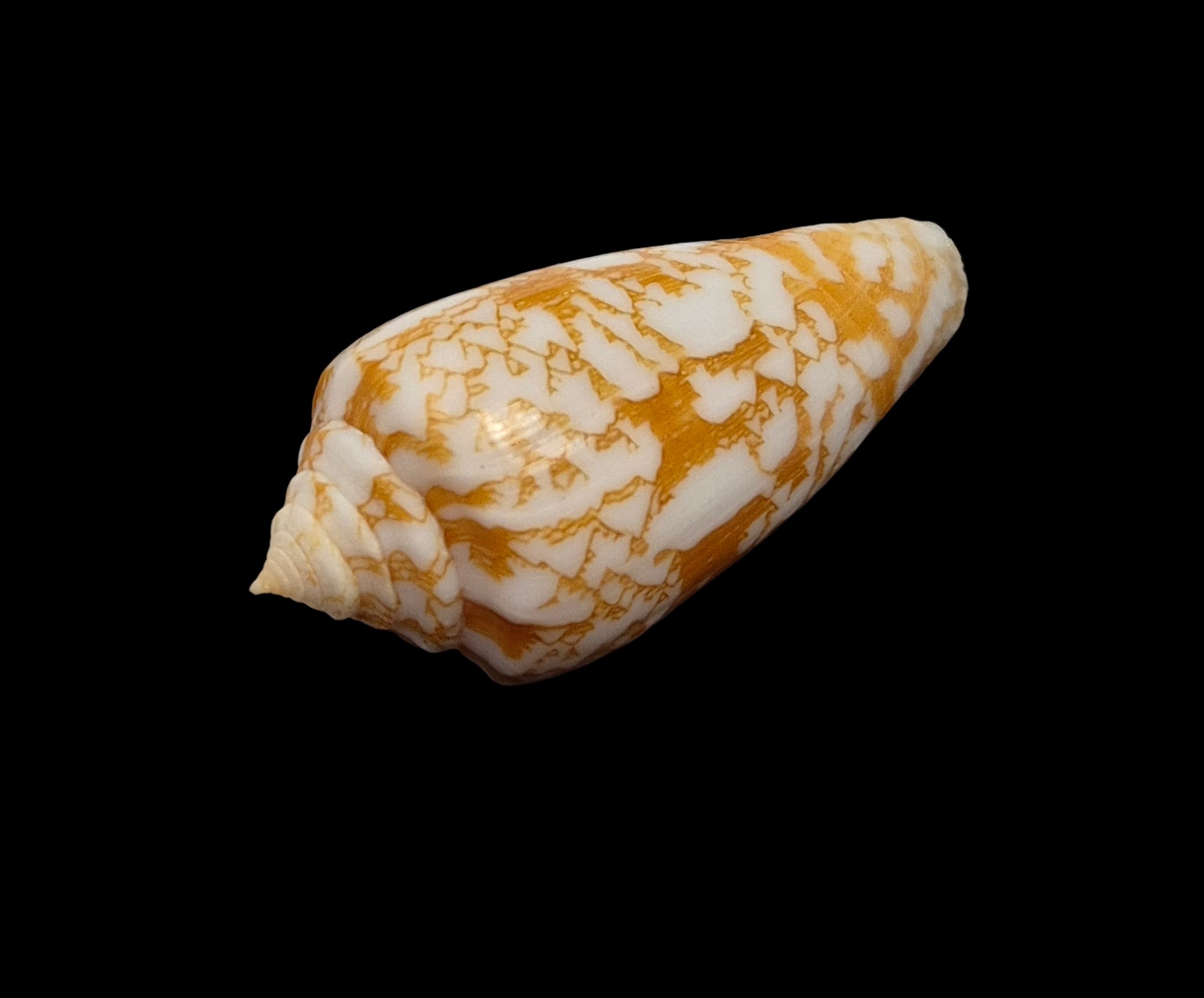 BC450 Conus "species" w/o - Image 2
